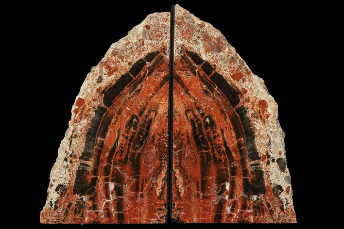 Tall, Arizona Petrified Wood Bookends - Red & Black #111099